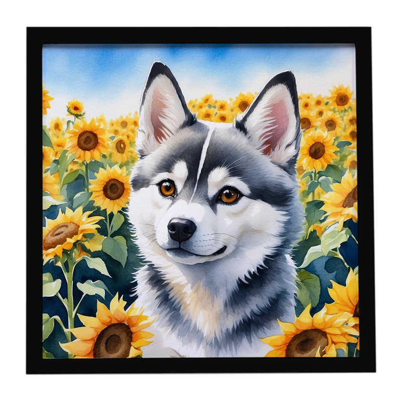 «Alaskan Klee Kai in Sunflowers», reproduction d'art encadrée