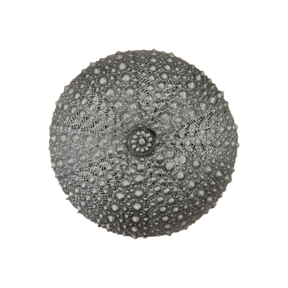Sea Urchin Cabinet Knob Acorn