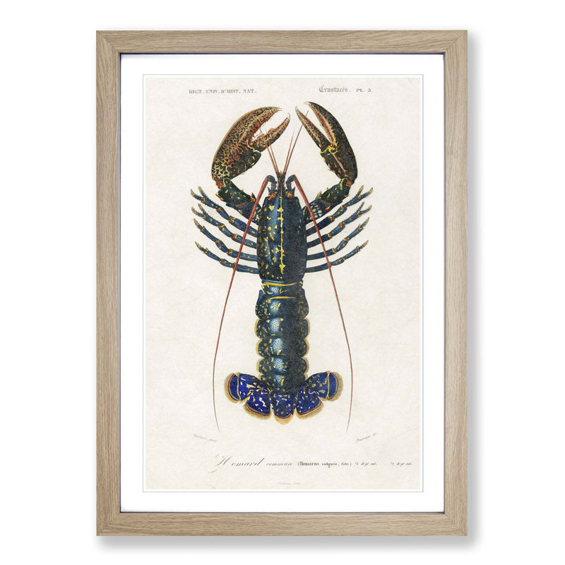 Crimson Crawfish by Charles D' Orbigny - Picture Frame Painting Print, Oak Framed, 36cm H x 27cm W x 2cm D