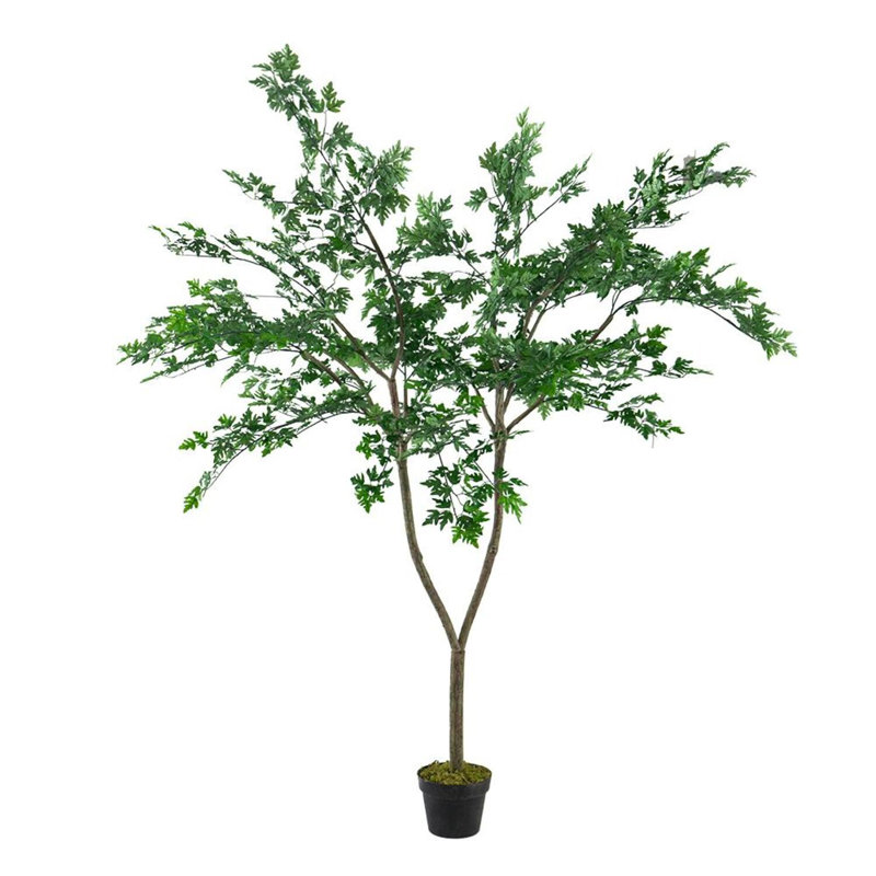 Polyscias Fruticosa Tree, 60'' H X 35.4'' W X 35.4'' D
