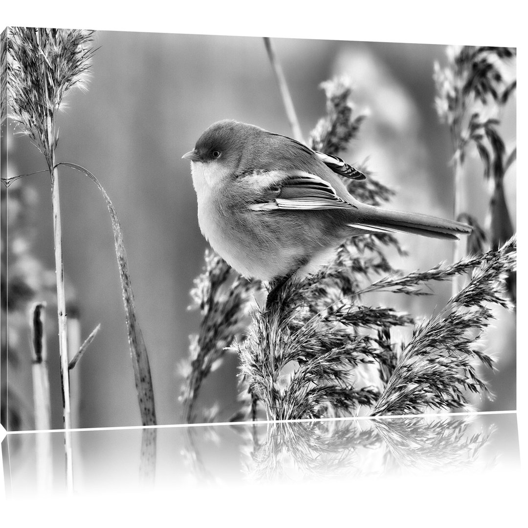 Leinwandbild Kleiner Vogel auf Weizen in Monochrom