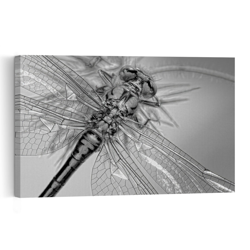 Monochrome Dragonfly Detail Delicate Elegant Serene Dragonfly Nature Wildlife Wall Art Print 1 Piece Wrapped Canvas Wall Art
