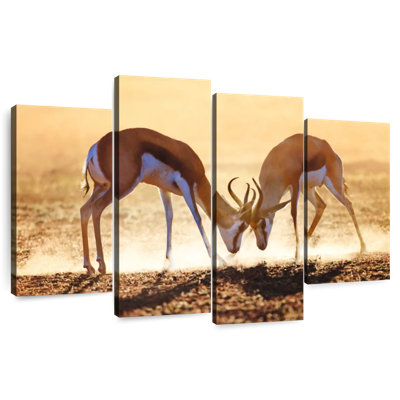 Antelope Springbok Duel