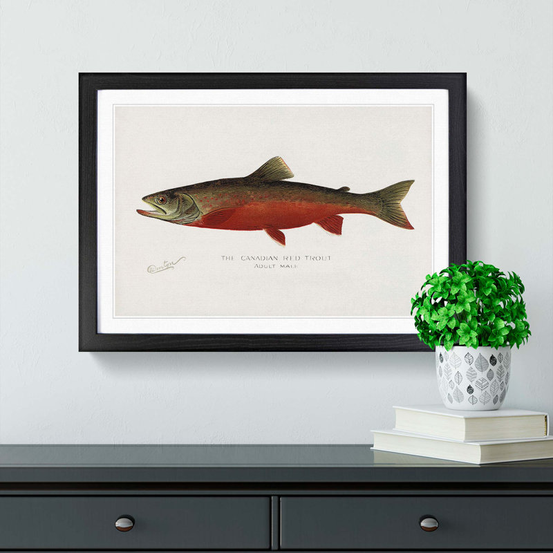Canadian Red Trout by Sherman F. Denton - Picture Frame Painting Print on MDF, 36cm H x 48cm W x 2cm D, Black Framed