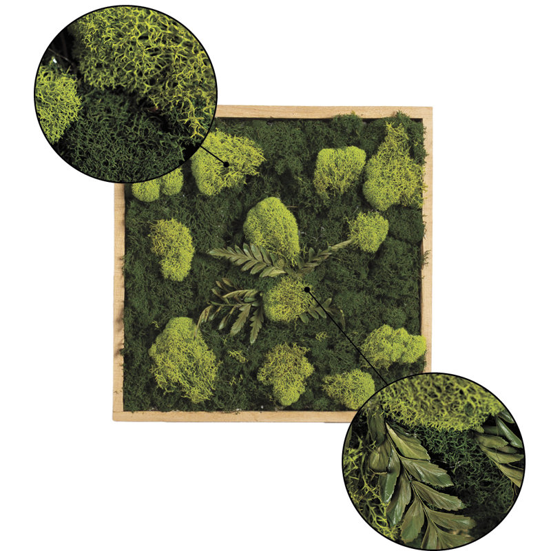 Moss Plant in Wood Freestanding
