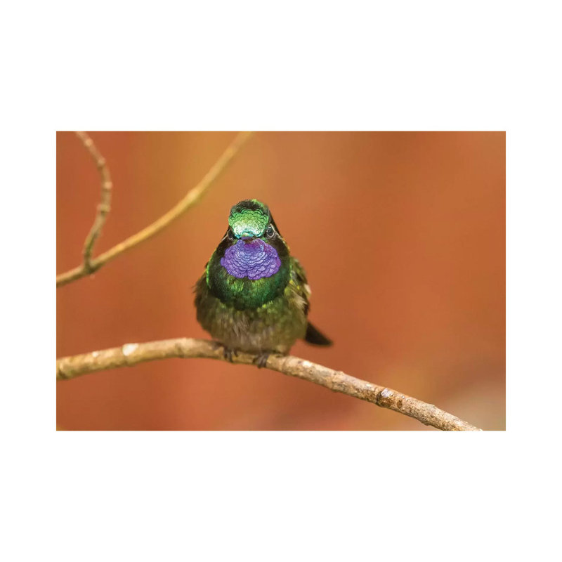 Costa Rica, Monte Verde Cloud Forest Reserve. Male Purple-Throated Mountain Gem Close-up. by Jaynes Gallery - Wrapped Canvas Print