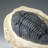 Genuine Single Metacanthina Issoumourensis Trilobite Fossil In Matrix (Large)