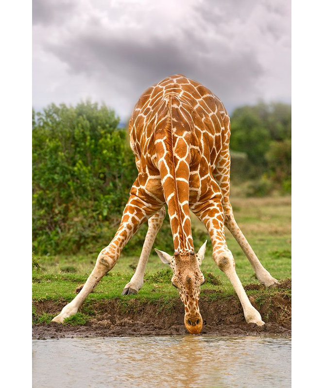 Impression de girafe à boire par Jimmyz Jimmyz (15 X 24) # 14178K