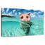 Cochon sauvage nageant Brampt