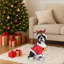 Statue de Noël terrier de Boston, figurine de chien des Fêtes en tenue de père Noël