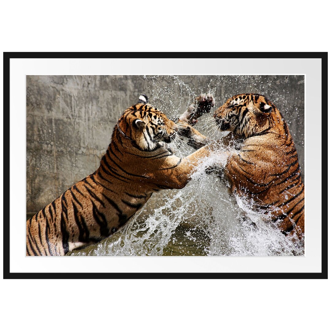 Gerahmtes Poster Kämpfende Tiger im Wasser