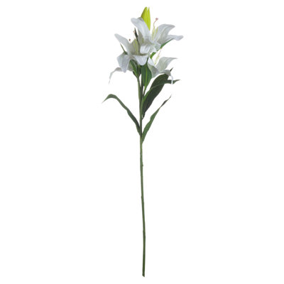 Anastasija Arrangement