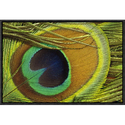 " Indian Peafowl Male Display Feathers "
