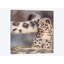 « side balay snow leopard cub », impression sur toile-72414089-72414099-33109807