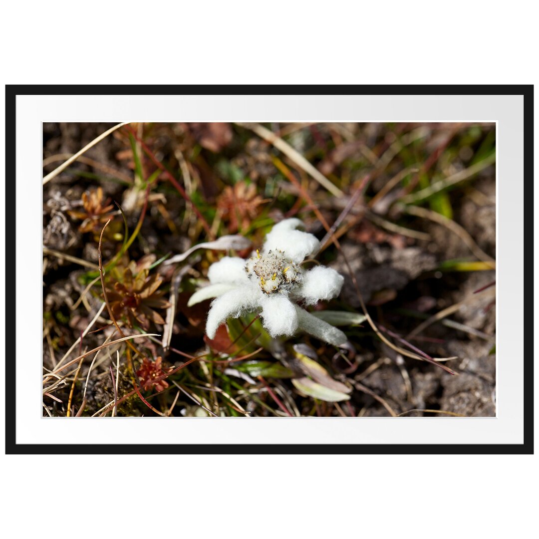 Gerahmtes Poster Watteüberzogene Blüte