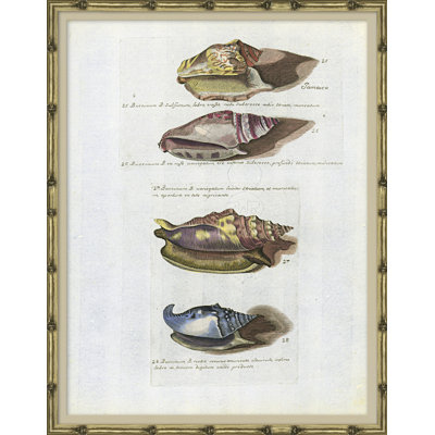 Seashells Framed by Isabelle De Borchgrave