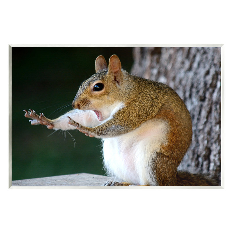«Funny Shocked Pose Squirrel On MDF» par Mary McGowan, reproduction, H 13 po x l 19 po x P 0,5 po