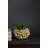 Pine Gold Pot 9"x 5.5"-1133731553