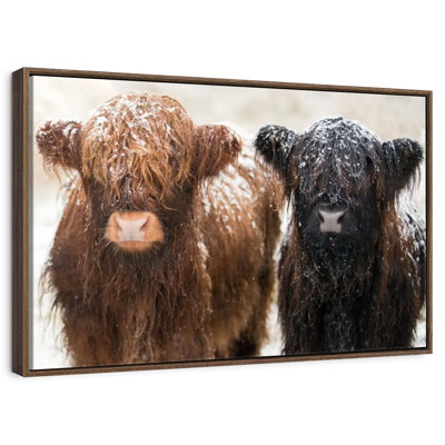 Hairy Highland Cows