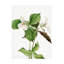 Art sur toile Mary Vaux Walcott-103101098