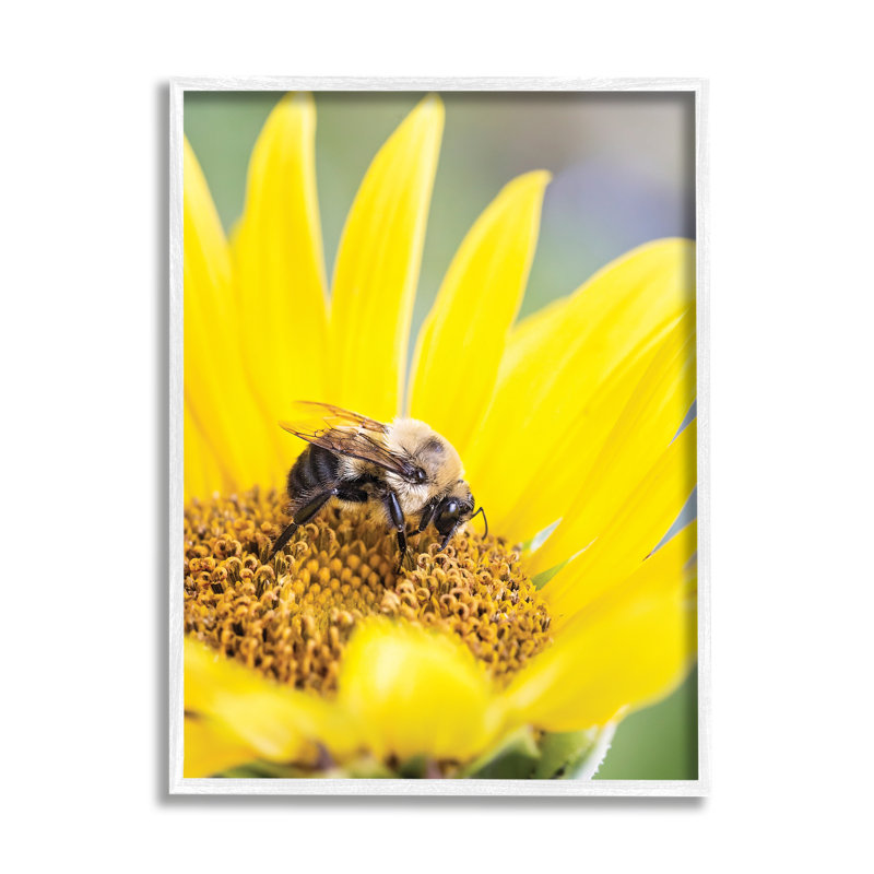 Abeille et tournesol par Karen Burke, H 30 po x l 24 po x P 1,5 po, Giclée encadrée noir minuit