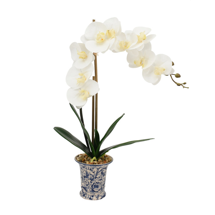 Orchid Floral Arrangement in Pot