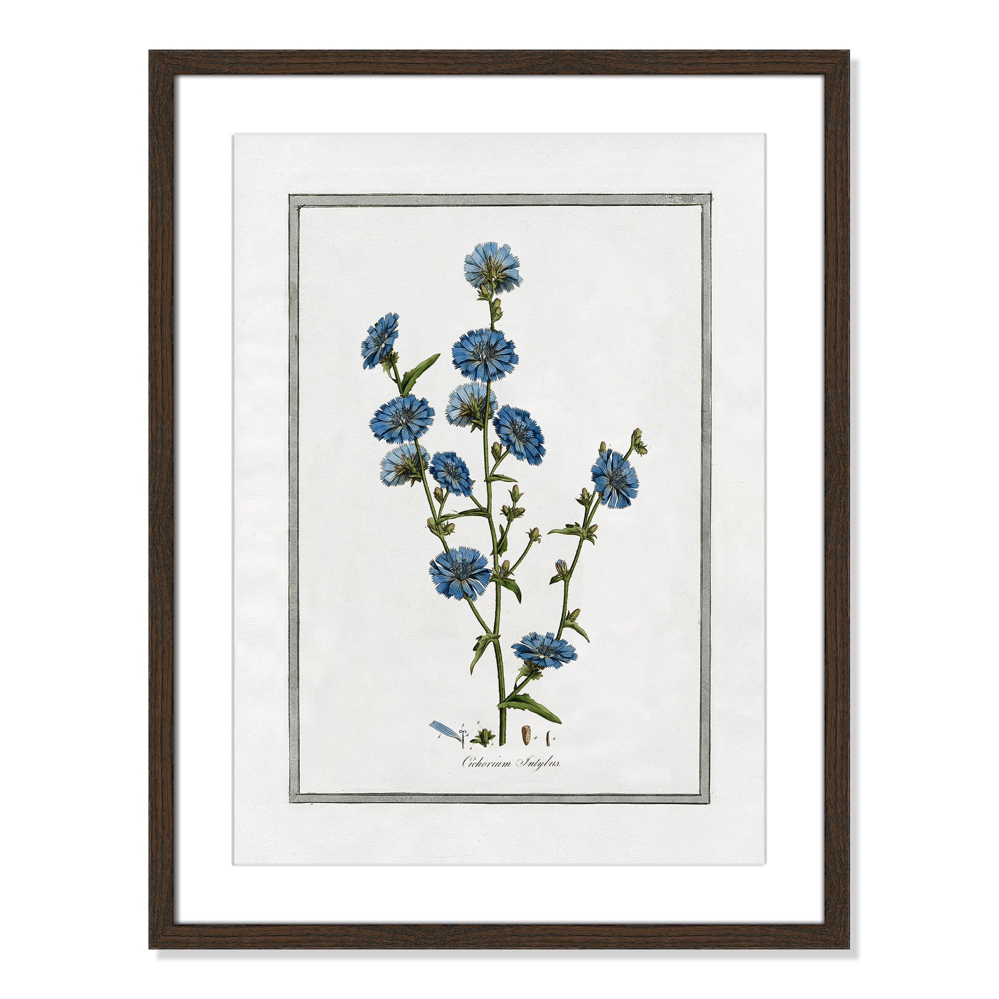 Soft Botanical I - Framed Art Full Bleed, 17" W x 23" H, Walnut Framed