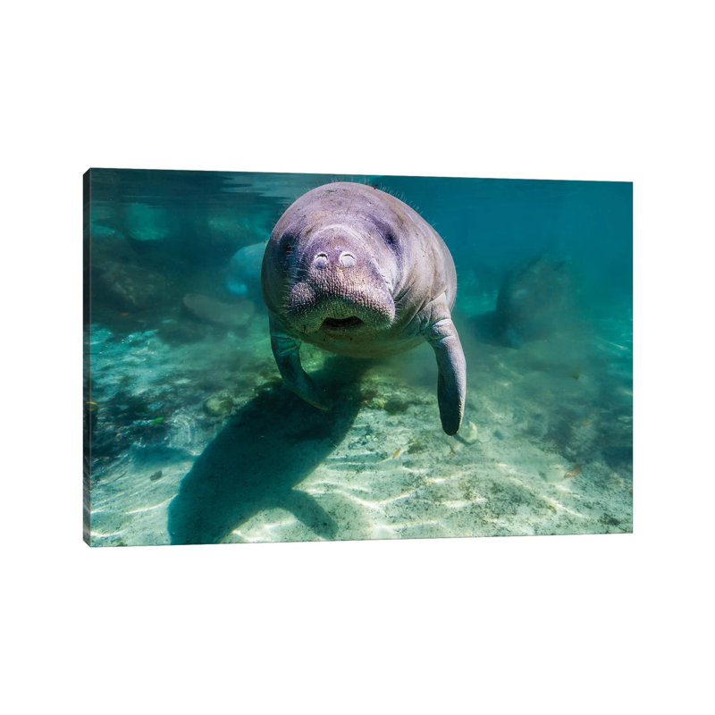 Manatee In Crystal River, Florida by Jennifer Idol - Wrapped Canvas Print, 101.6 cm H x 66.04 cm W x 1.91 cm D