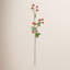 Wild Blackberry 31-Inch Stem-479163094