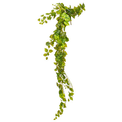 Buisson Pothos