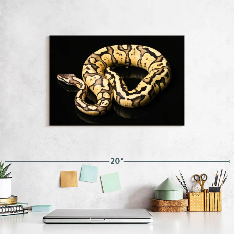 Brampt Female Python Snake, 8" H x 12" W