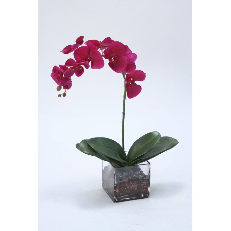Arrangement floral d'orchidées phalaenopsis dans un vase