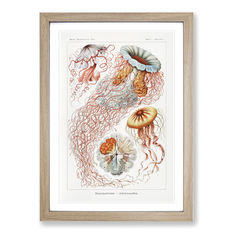 Discomedusae Jellyfish Vol.1 by Ernst Haeckel - Picture Frame Graphic Art, 36cm H x 27cm W x 2cm D, Oak Framed