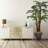 Panama Floor Palm Tree in Planter
