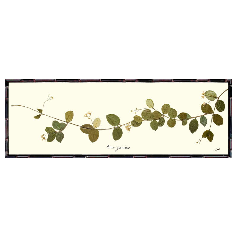 Star Jasmine Vine Print by Sandy Whitaker, 14" H x 41" W, Walnut