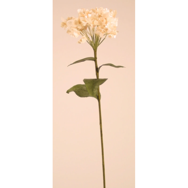 PARCHMENT HYDRANGEA