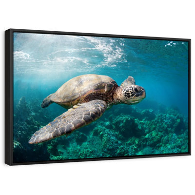 Maui Turtle Canvas Print