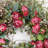 26" Handcrafted Eucalyptus Rose Everyday Wreath-672915601