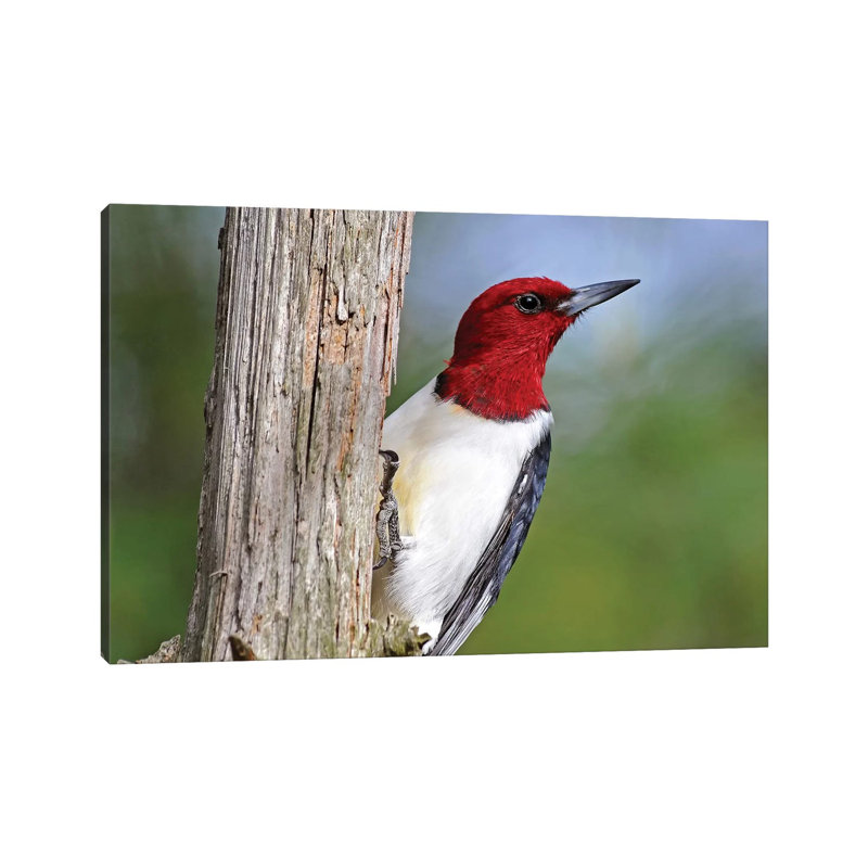 «Red Headed Woodpecker» par Brian Wolf - photographie sur toile tendue, H 18 po x l 26 po x P 1,5 po