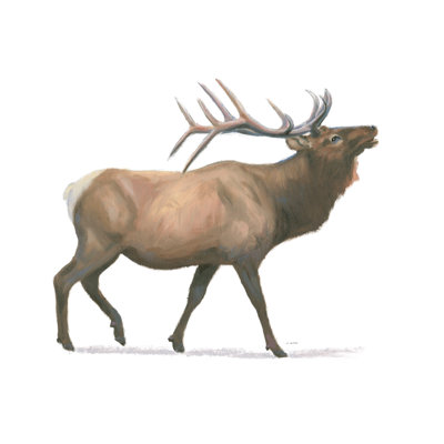 Northern Wild III Crop by James Wiens - Painting Print