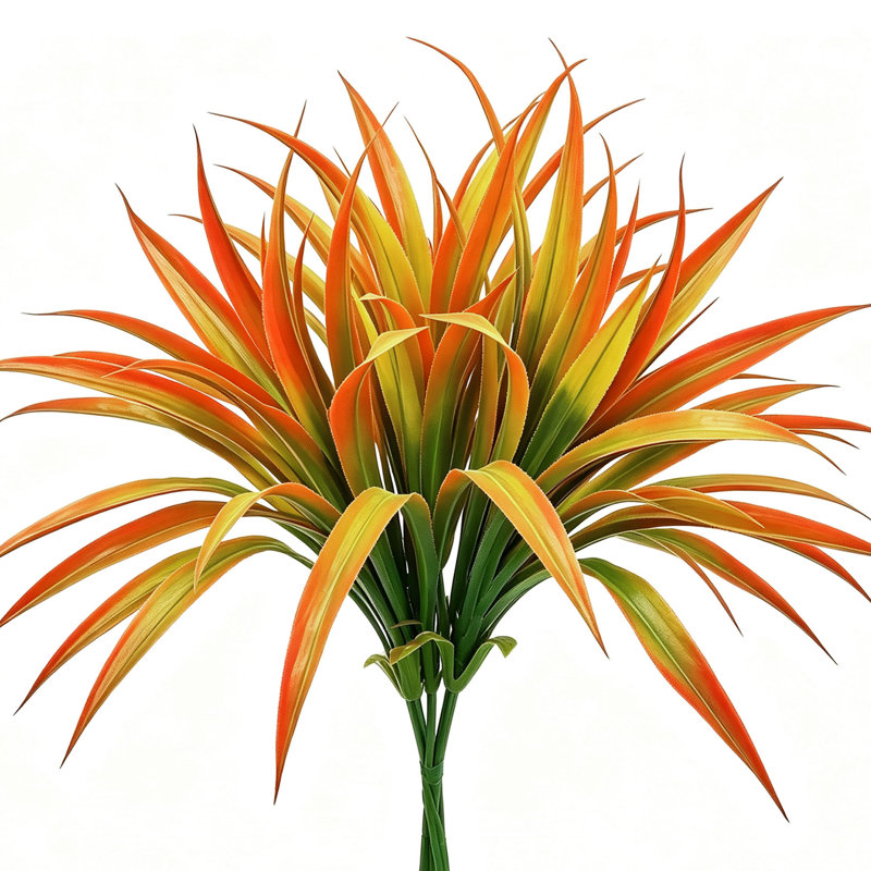 16,9 plante, Orange
