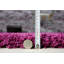 Esterly Solid Colour Shag Area Rug-20009392