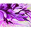 " Close Up Purple Flower "