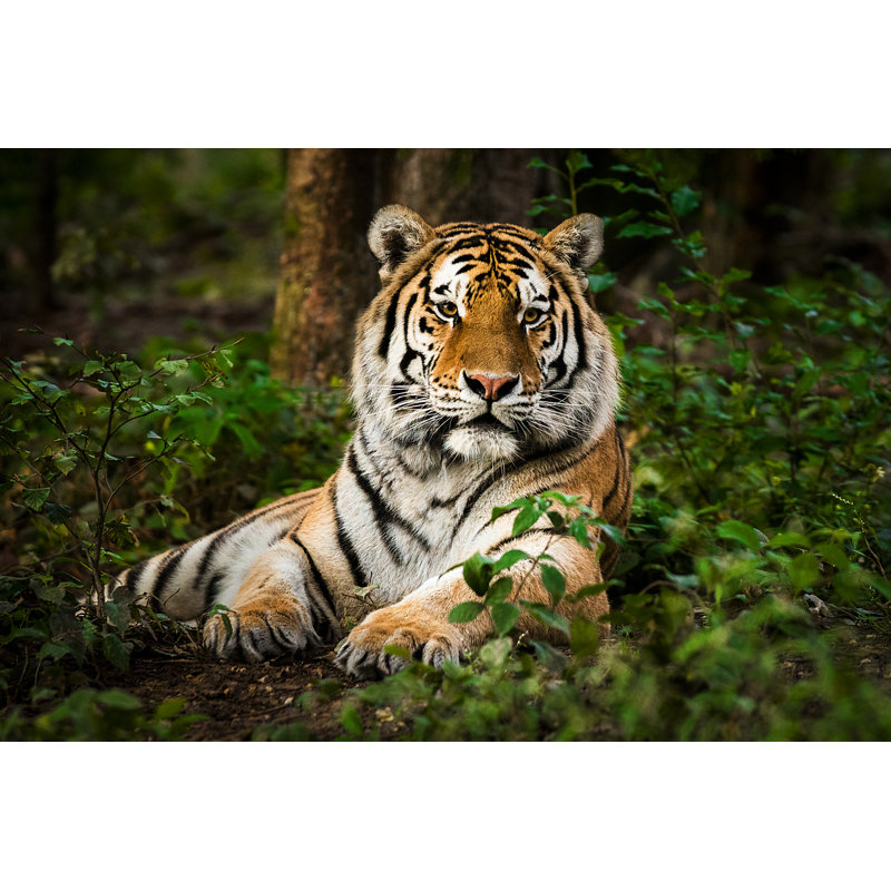 Tiger Portrait by Zocha_K - Wrapped Canvas Print, 51cm H x 76cm W x 3.8cm D