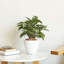 Pack pot à fleurs à arrosage intérieur et extérieur Smart-116069314
