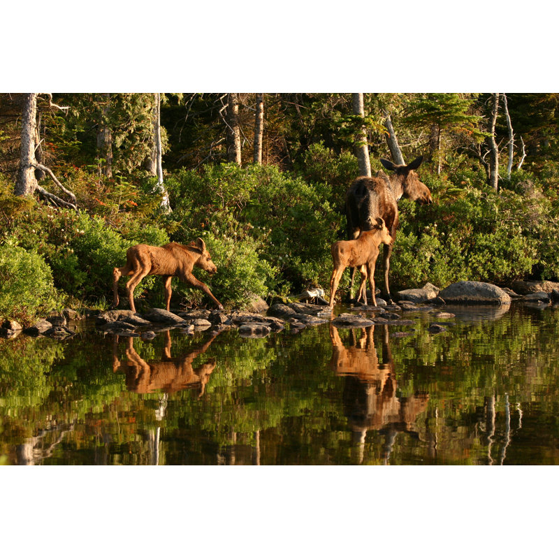 Delmer Moose Crossing a Lake 1 Piece Wrapped Canvas Wall Art, 51cm H x 76cm W x 3.8cm D
