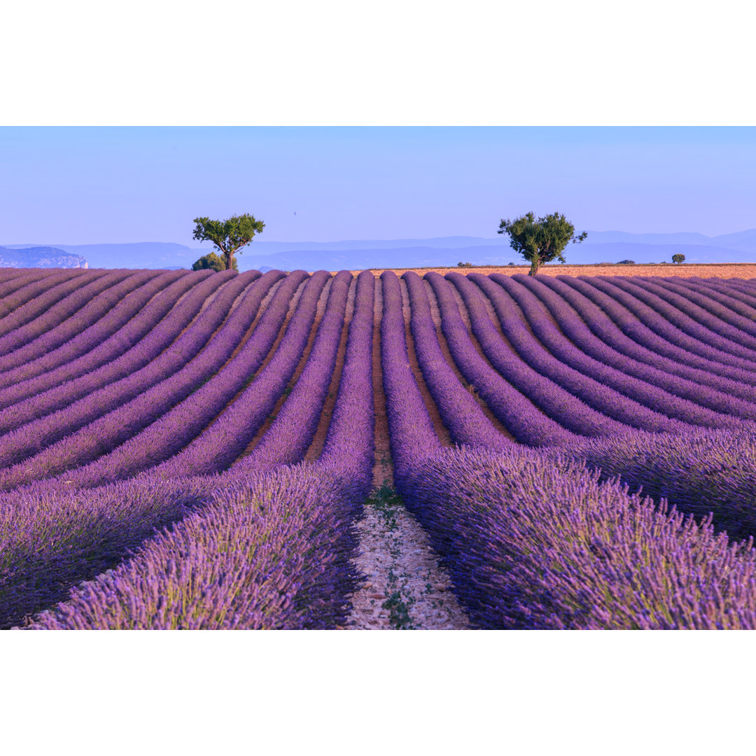 Lavender Field In The Summer-France by Remedios - Wrapped Canvas Print