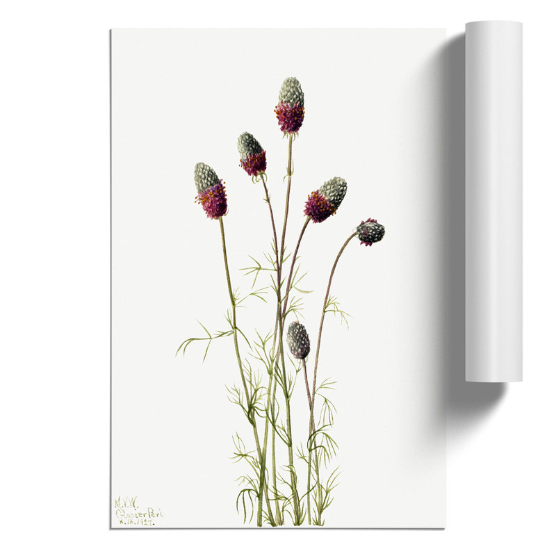 Purple Prairieclover by Mary Vaux Walcott - Frameless Print, 30cm H x 21cm W x 0.1cm D