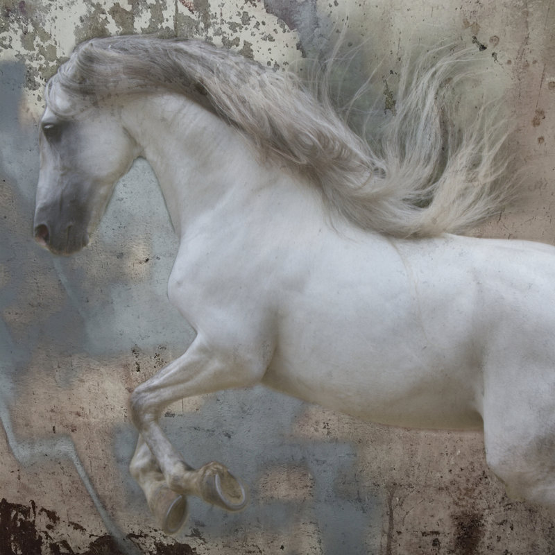Horse Exposures IV by Susan Friedman - Wrapped Canvas Painting, 91cm H x 91cm W 