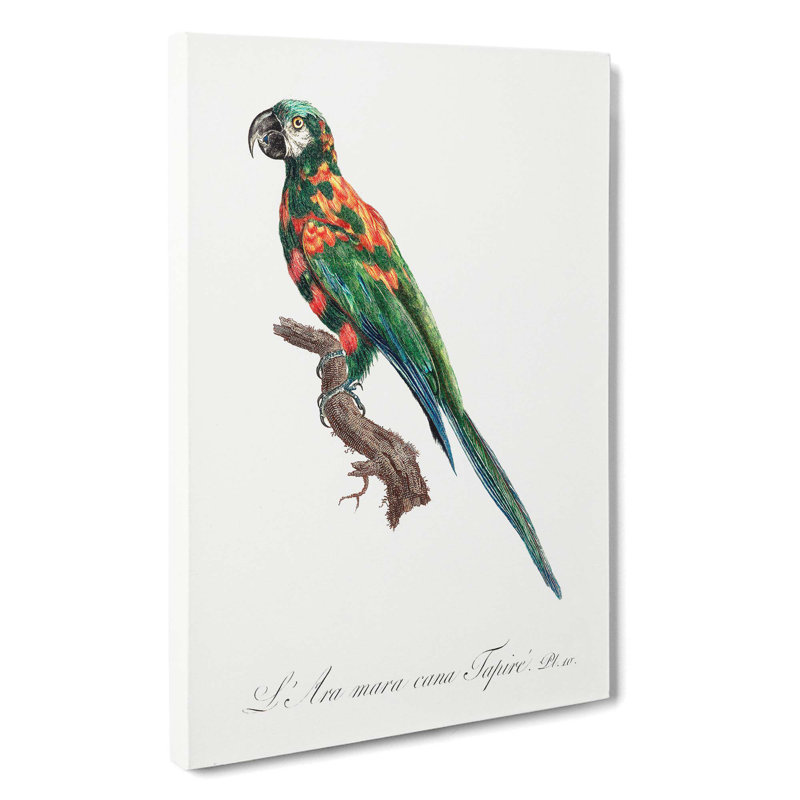 The Blue-Winged Macaw Parrot by F. Levaillant - Wrapped Canvas, 76cm H x 50cm W x 3cm D